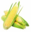 果農們經過數年努力．．終於研發出玉米新品種    你見過嗎