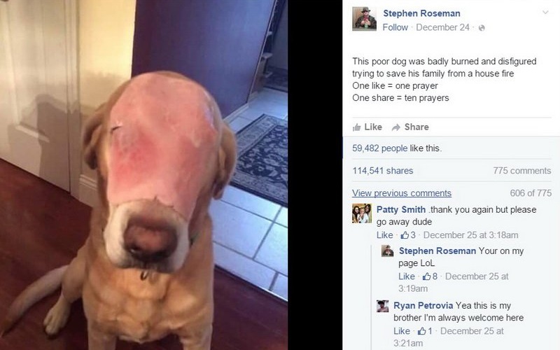 這隻因火災救主人而毀容的狗狗得到了10萬網友祝福，而照片背後的真相卻讓人傻眼了