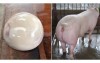 豬農剖開豬的肚子後得到一顆「珍貴豬寶」，但專家卻說這東西碰不得啊