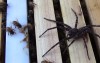 這隻狂妄的大蜘蛛以為闖巢就能飽餐一頓，結果沒想到．．自己被吃的灰塵都不剩