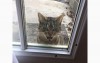 網友一早發現門外野生主子在怒吼「快讓我進去  」呃...我是可以讓你進來，但你不是我的貓啊！