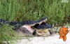 咬合力990公斤鱷魚PK烏龜竟完敗  怎麼喬角度就是咬不動讓網友驚呼：烏龜超強  （影）