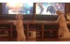 這隻可愛小狗每次一看到「蹦床廣告」都會立刻衝到電視前，然後就開始瘋狂的．．．
