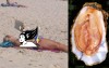女子沙灘裸曬，私處竟慘被螃蟹誤認「生蠔」夾傷...網友：海鮮味太重