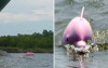 秒殺粉紅控  夫妻出遊意外拍下罕見「粉紅色海豚」：太美了