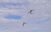 每年有500萬隻鳥因為「撞到雲爆裂」看起來軟綿綿的白雲竟藏可怕玄機！
