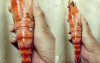 在市場開心買巨大蝦回家煮，一剝開哭笑不得：我是遇到詐騙？