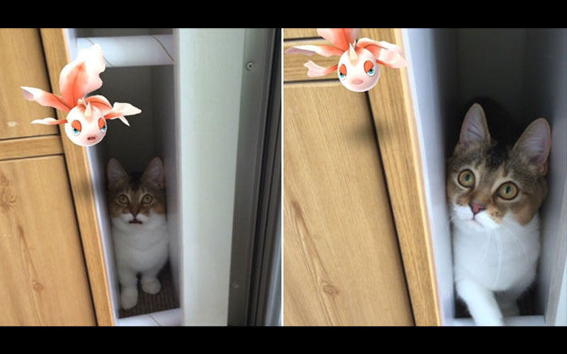 主人循著貓的視線竟找到一隻「金魚寶可夢」！網友：難道說貓眼看得到？！！ - 第1頁