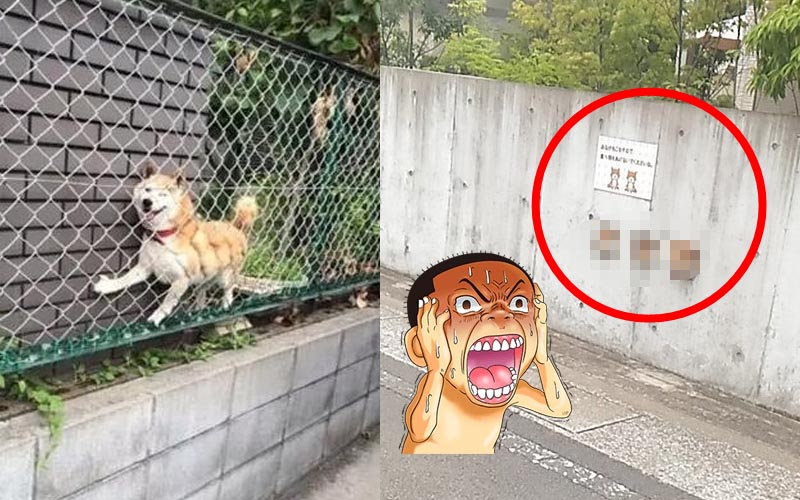 日本網友在路邊驚見三隻＂柴犬卡卡 ＂，蠢蠢萌樣短短三天就有１０萬次轉發！ 