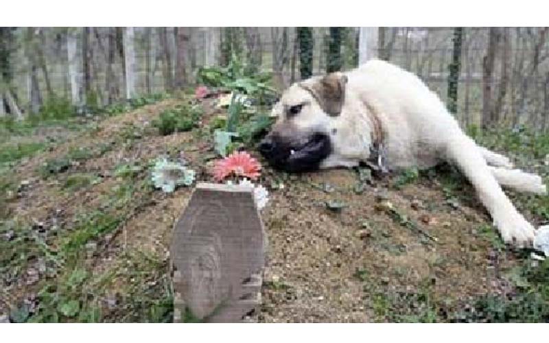 「狗狗是人類最忠實的朋友」男子某日到爸爸墓上竟看到一隻狗趴在墳墓旁，知道原因後哭慘了！ 