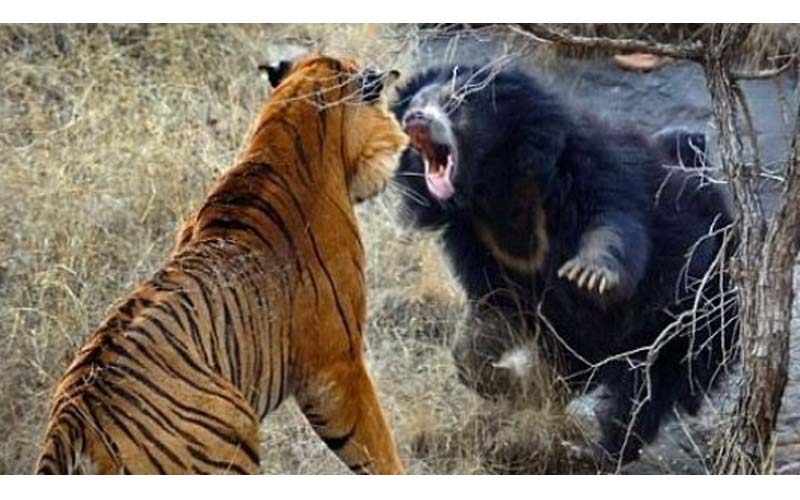 為母則強啊！母熊帶寶寶到小溪覓食竟遇上兇猛老虎，母熊奮力抵抗最後終於．．． 