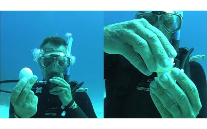 他在20公尺深的海底敲開「雞蛋」，下一秒超驚奇畫面讓人目瞪口呆阿！(圖+影)