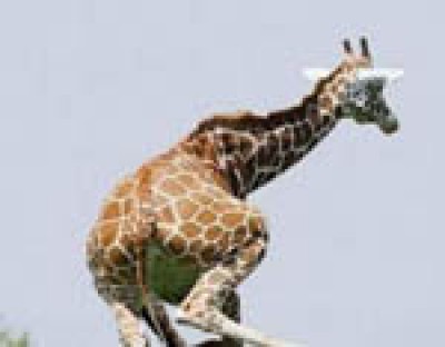 高難度的長頸鹿跳馬。