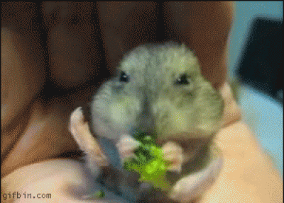 可愛小老鼠吃花椰菜。