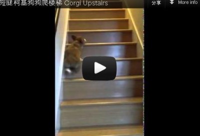 短腿狗狗爬樓梯。