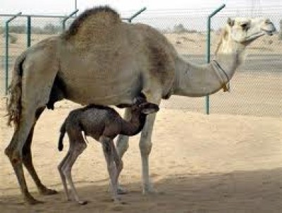 小駱駝的問題。