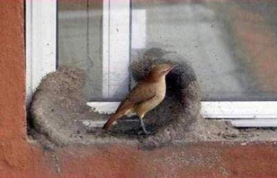 小鳥築巢過程。