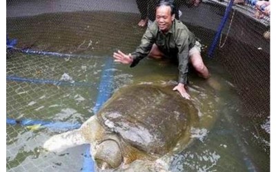 越南驚見重達169公斤700歲神鱉，其死亡令越南民眾非常震驚。