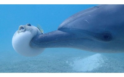 海豚界的屁孩「故意把河豚撞飛」，河豚被衝撞的瞬間表情被鏡頭捕捉下