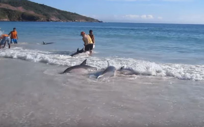 30隻海豚離奇擱淺「集體衝向岸上」  遊客一看不對勁，接下來發生的事「讓全人類以引為傲」