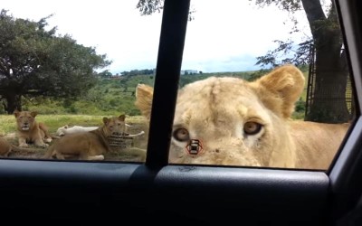 動物園驚魂  母獅「咬開車門」乘客險成鮮肉...差點就變成下一餐了