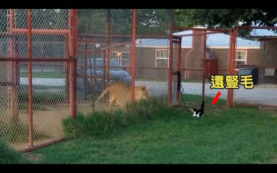 貓的心裡根本住著老虎，小貓咪跑去挑釁籠子裡的母獅子，讓主人哭笑不得