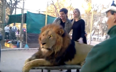 動物園開放「與獅子親密互動」吸引大批遊客上門，專家「蒐證殘忍真相」怒轟：已犯法
