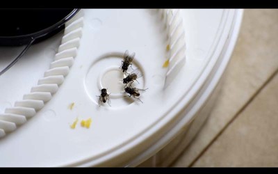 這台「自動捕蠅器」輕鬆捕獲整屋子的蒼蠅  原理是什麼看完有點療癒啊