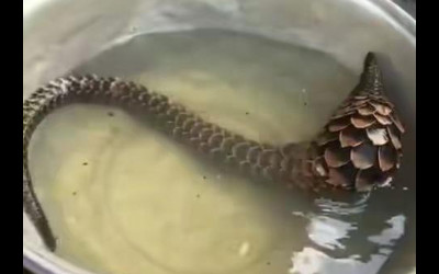 男子在水池發現一隻「似蛇非蛇的謎之生物」本想烤來吃，結果驚覺是稀世珍寶吃不得啊！