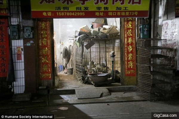 中國政府已經規定玉林只有狗肉節才能殺狗貓，但志工突擊檢查聽到狗肉販對他說的話都氣到流淚了...